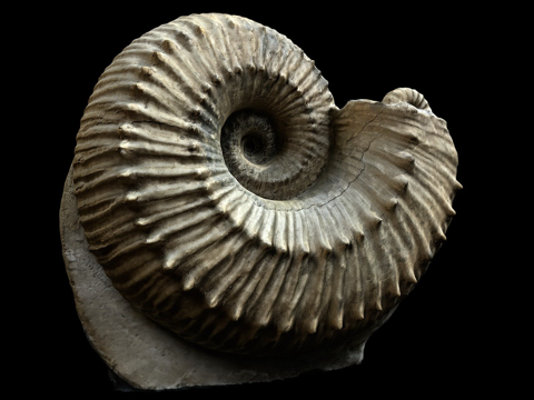  分叉肋唇菊石化石3d模型 