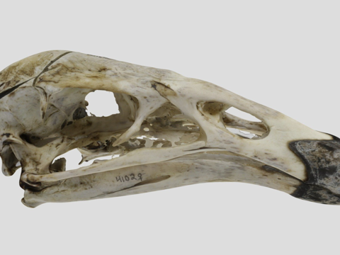  UWYMV 鸟 4102加州神鹫头骨3d模型 