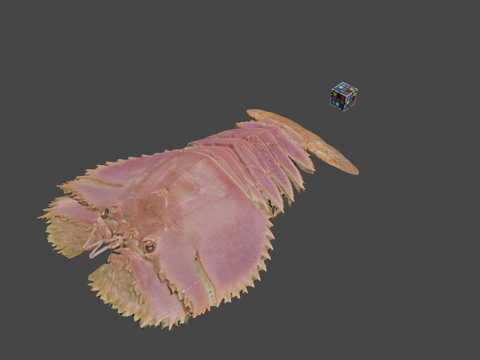  CC0团扇虾日本扇虾3d模型 