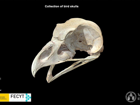  欧亚雕鸮雕鸮3d模型 