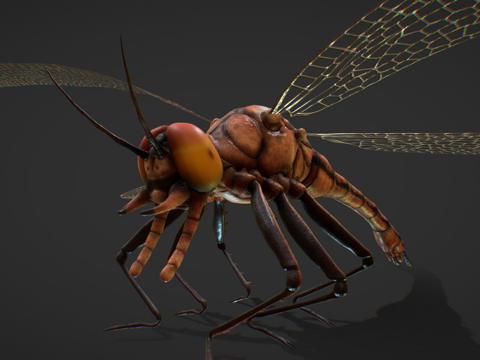 巨脉蜻蜓3d模型 