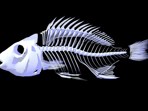  黑鲷黑棘鲷骨骼3d模型 