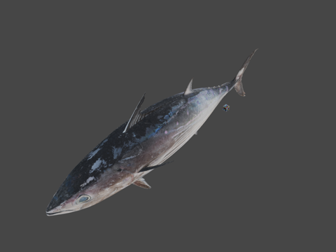  CC0鲣鱼鲣鱼3d模型 