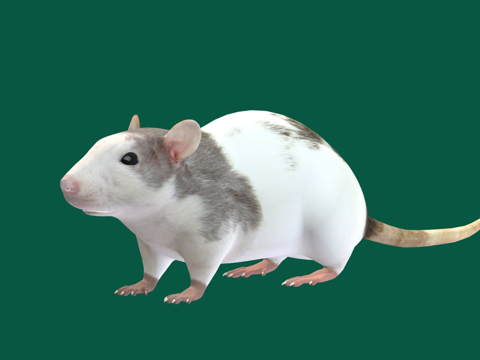  白鼠低多边形3d模型 