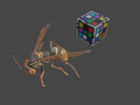  CC0 黑腹长脚蜂  暗腰纸蜂3d模型 