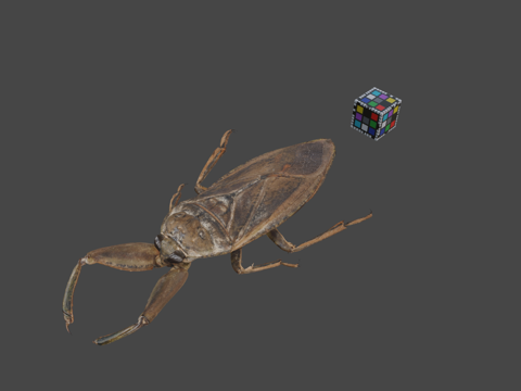  CC0田鳖日本巨水蝽3d模型 