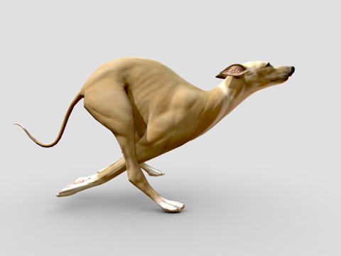  拉鲁  友好的灰狗3d模型 