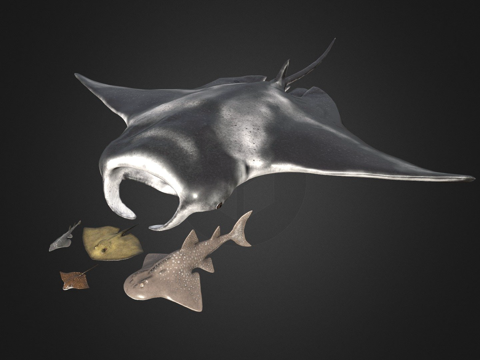  魟鱼套装3d模型 