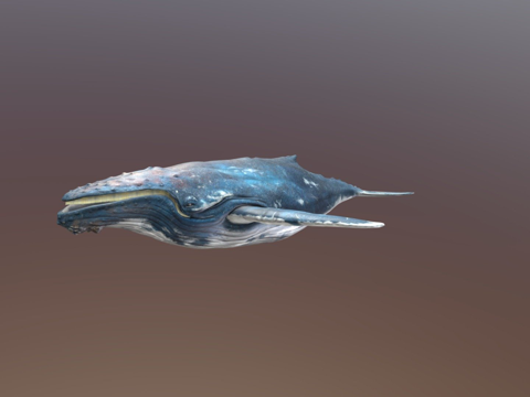  须鲸3d模型 