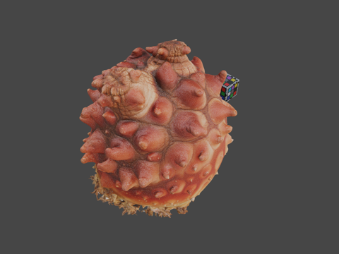  CC0韩国海鞘H.roretzi3d模型 