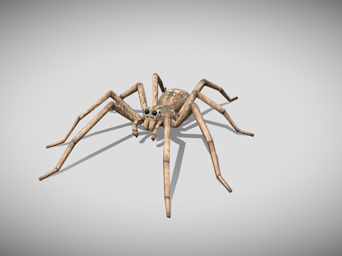  梅杜狼蛛3d模型 