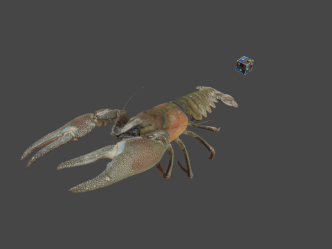  CC0 信号螯虾   乌奇达螯虾3d模型 