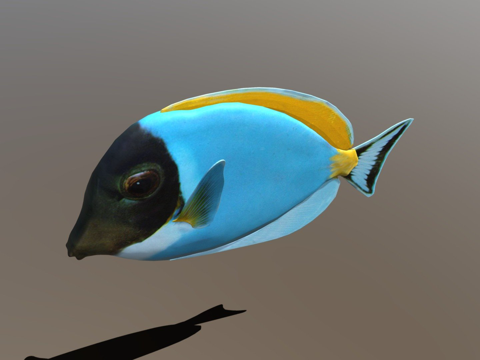  迟钝鱼Blender2.80及其他格式3d模型 