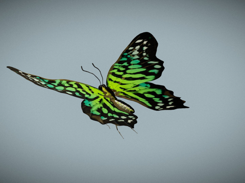  蝴蝶燕尾蝶3d模型 