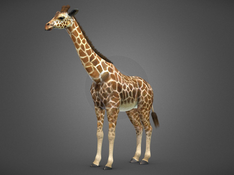  长颈鹿3d模型 