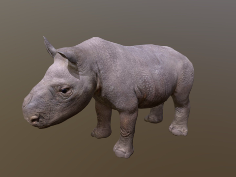  小犀牛3d模型 