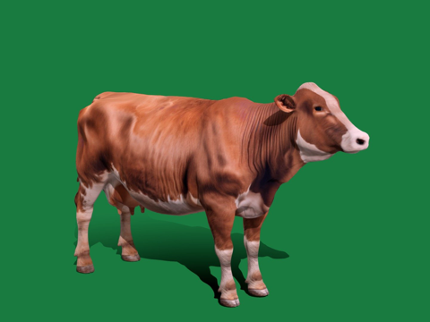 阿伯丁红安格斯牛游戏就绪3d模型 