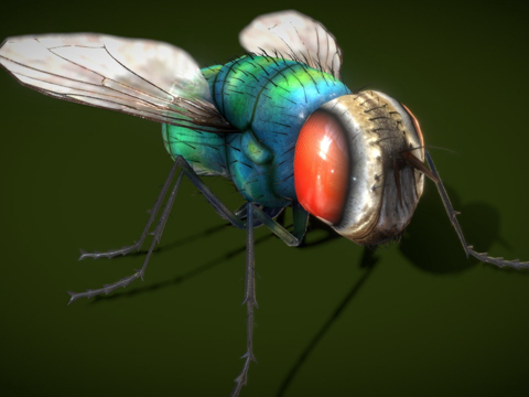  家蝇低多边形3d模型 