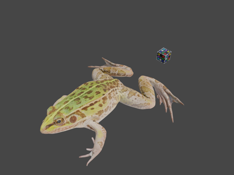  CC0黑斑蛙黑斑池蛙3d模型 