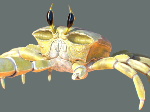  幽灵蟹3d模型 