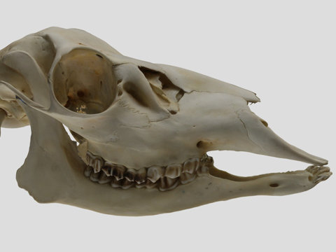  UWYMVMamm5511黑尾鹿头骨3d模型 