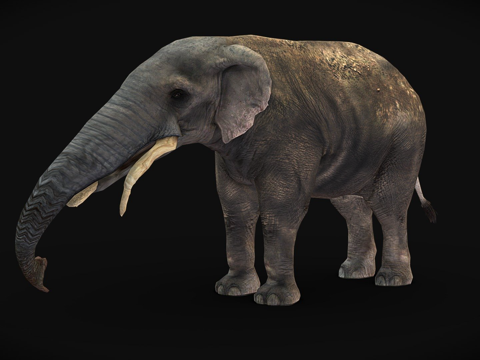  铲齿象绑定3d模型 