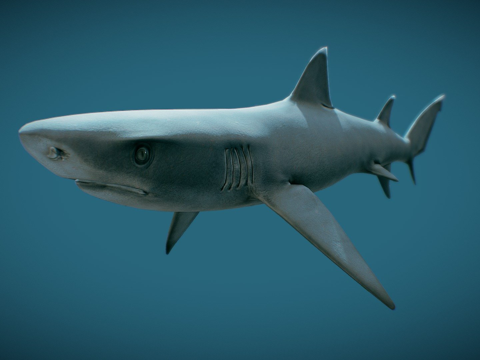  动画白鳍鲨3d模型 