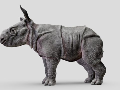  印度犀牛宝宝五只中的第三只3d模型 