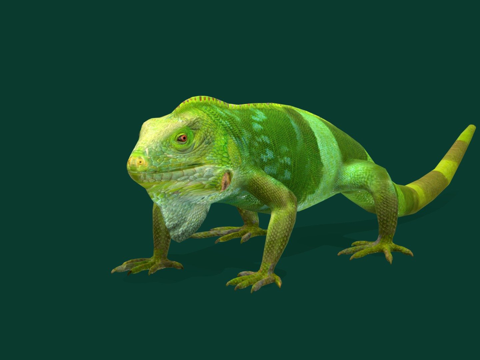  斐济带鬣蜥濒危物种低多边形3d模型 
