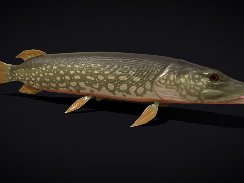  北方斑点狗鱼3d模型 