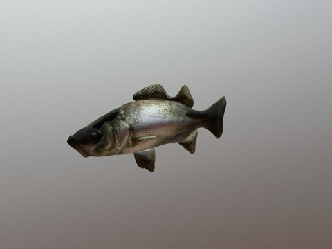  鱼 海鲈 版本0.23d模型 