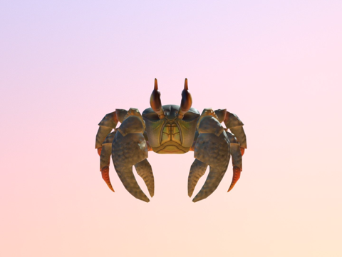  螃蟹3d模型 