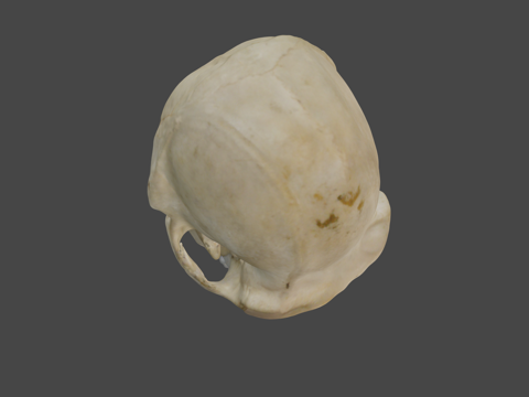  哺乳动物  黑猩猩3d模型 