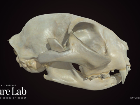  家猫头骨一半3d模型 