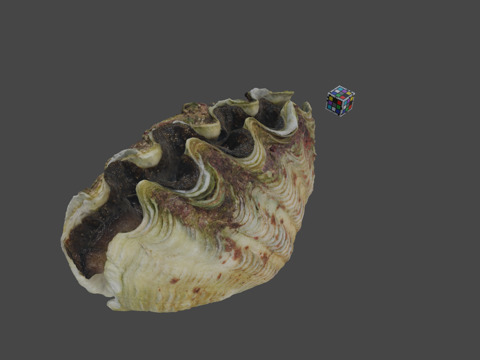  CC0 姬虾夷扇贝钻孔蛤克罗切砗磲3d模型 