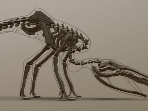  晒太阳的龙版本1  骨架3d模型 