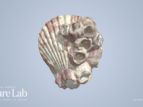  带藤壶的扇贝壳3d模型 
