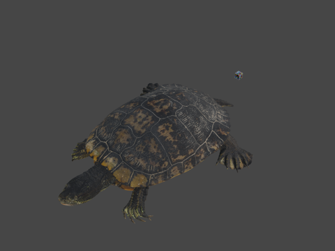  CC0 密西西比红耳龟3d模型 