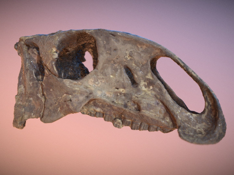  蒂氏腱龙 LL. 12275 头骨3d模型 