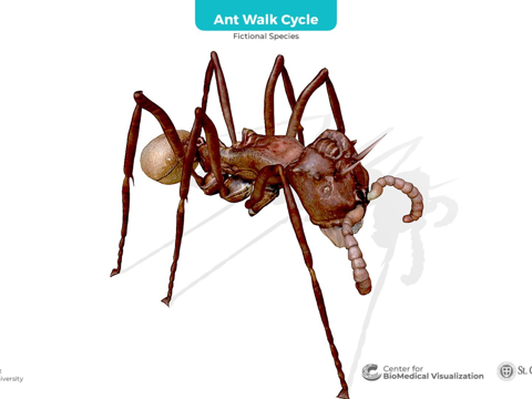  蚂蚁行走循环3d模型 