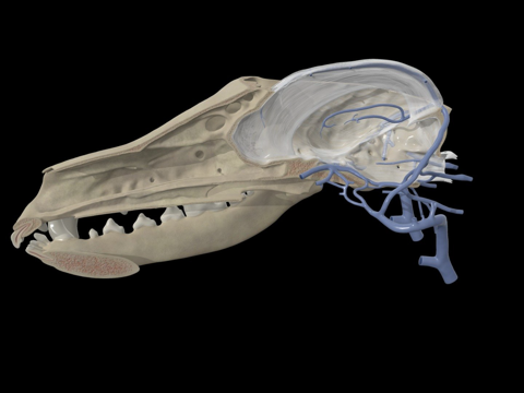  犬脑静脉引流3d模型 