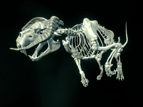  生物骨架3d模型 