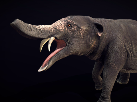  菲奥米亚3d模型 