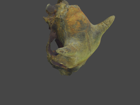  牛头骨展览利奥波尔迪纳发现物3d模型 