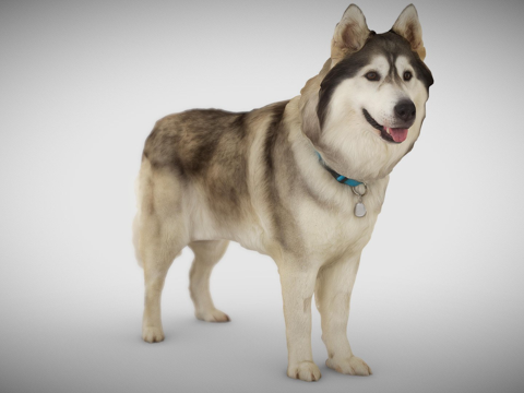  狗 C  3之3  哈士奇3d模型 