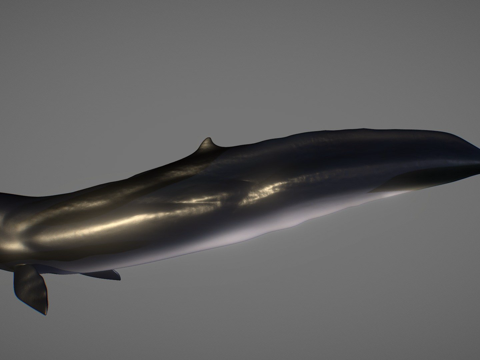  杀手抹香鲸 Zygophyseter Varolai3d模型 