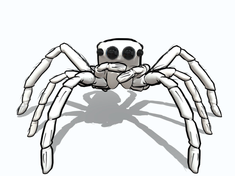  跳蛛科  跳蛛3d模型 