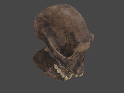  南方古猿阿法种头骨和下颌骨行为生物学服务列日大学3d模型 