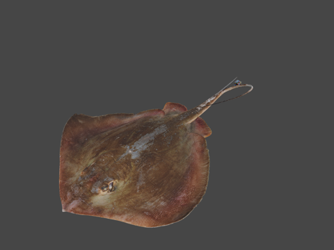  CC0 伊豆姬魟伊豆半魟3d模型 