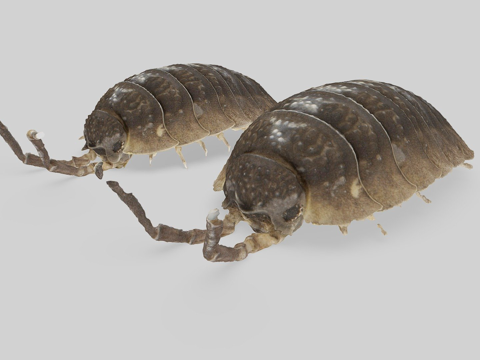  粗糙鼠妇网格对比3d模型 